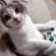 Illustration for article titled Cats Are Very Serious about Video Games